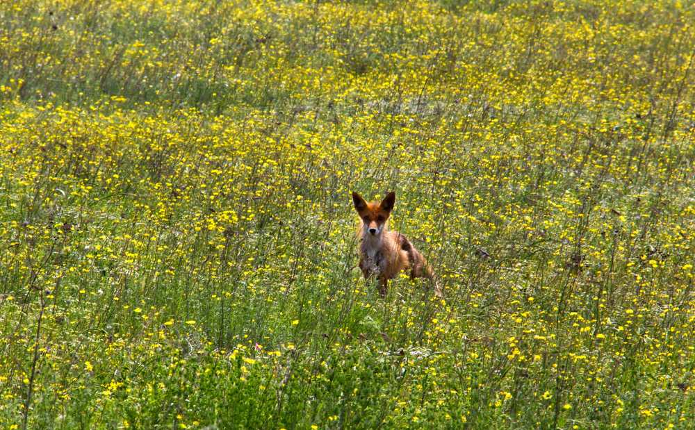 В поисках помощи...