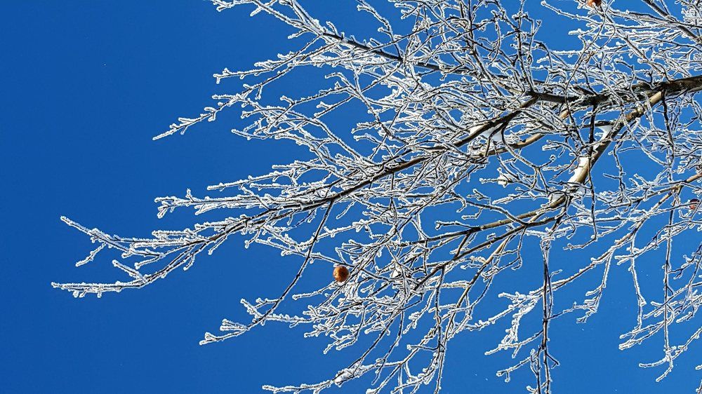 Зима в саду