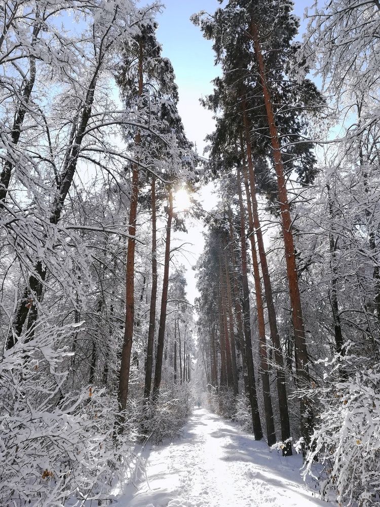 Снежный лес