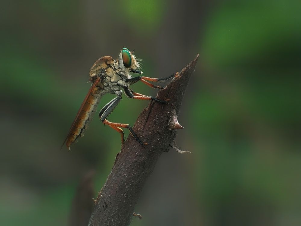 Robberfly