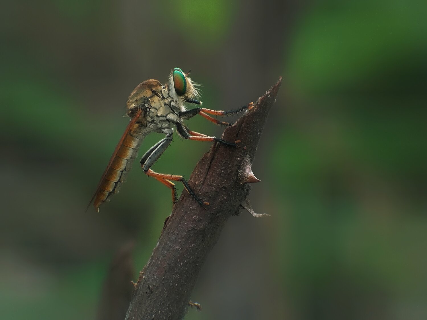 Robberfly
