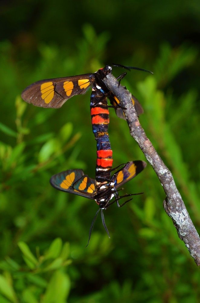 Moth mating