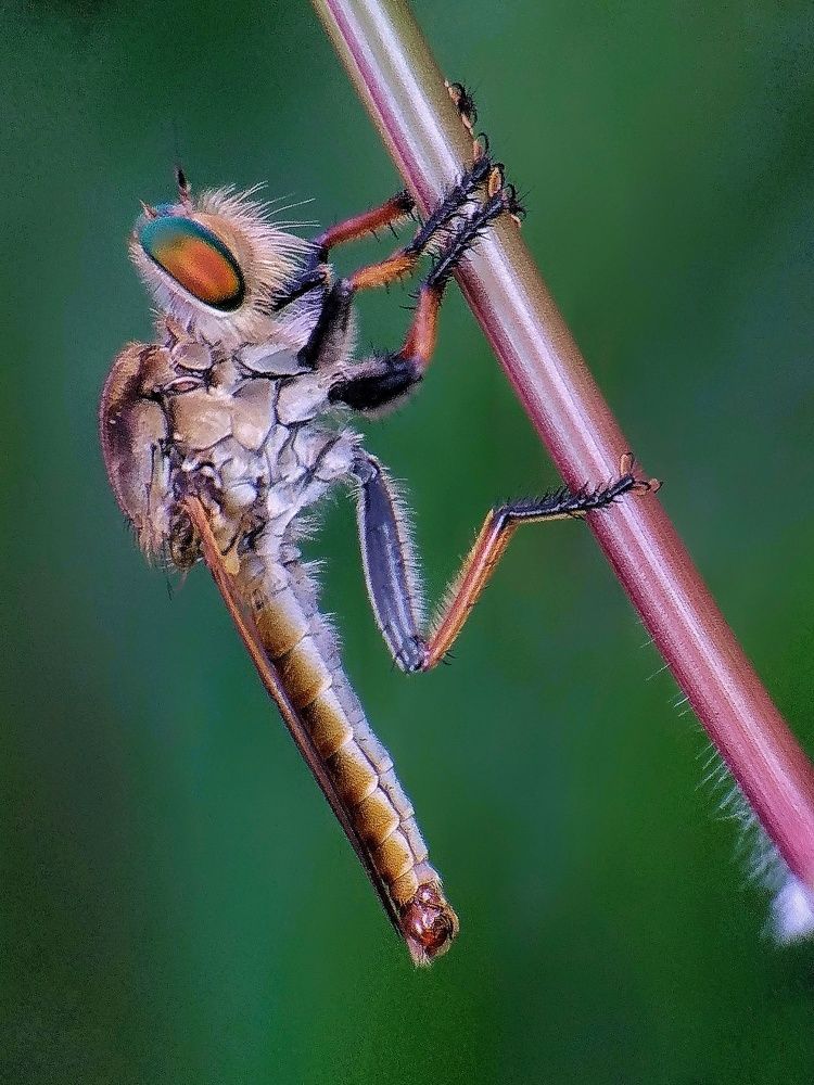 Robberfly