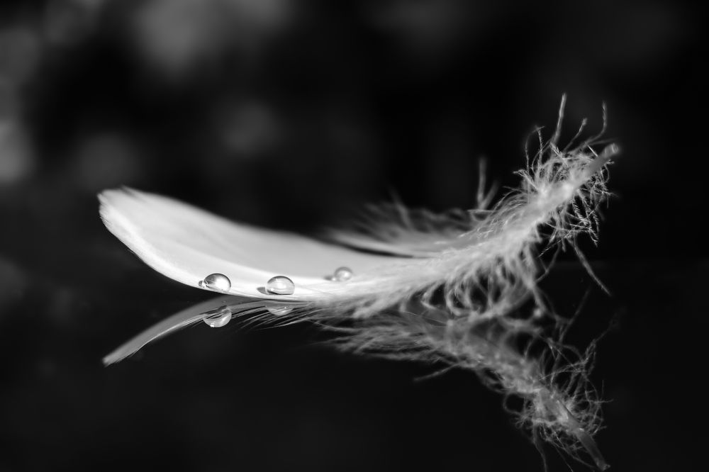 Feather Drops