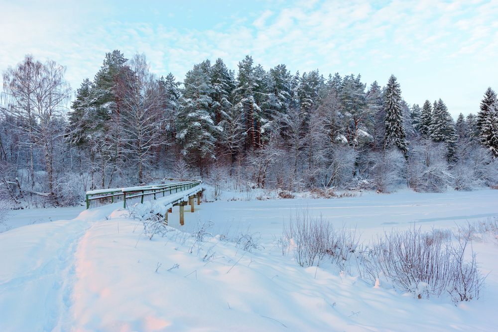 Зимний лес у реки / Winter forest by the river