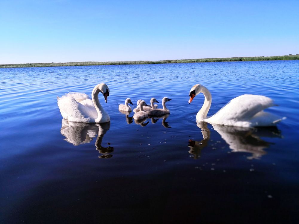 Лебединое семейство!