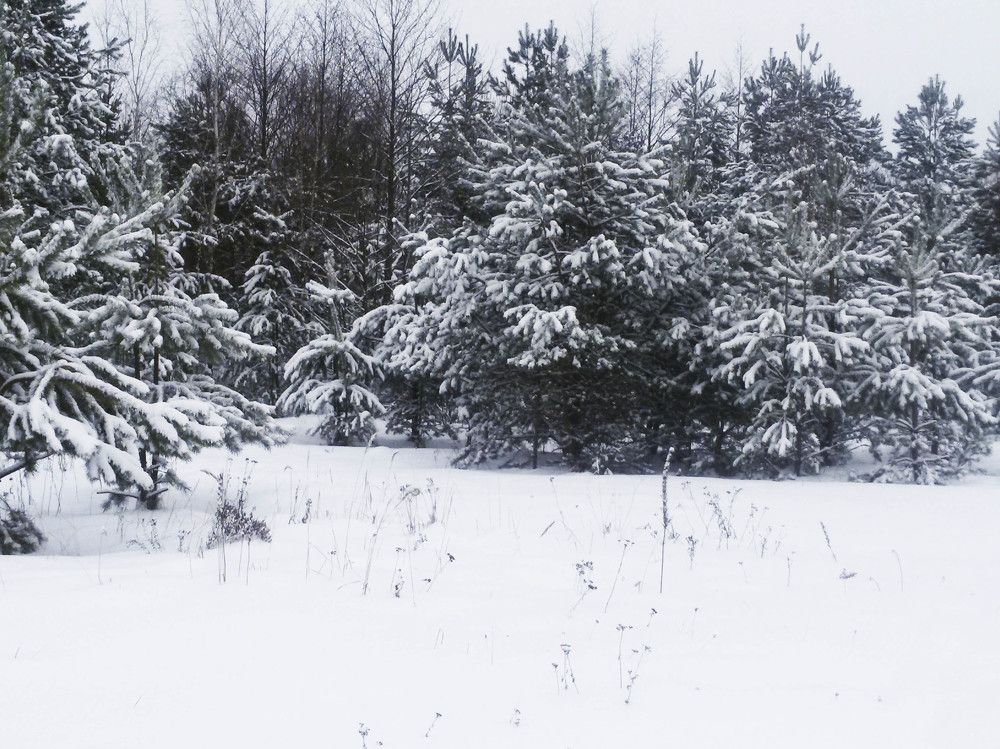 Photo #2950422