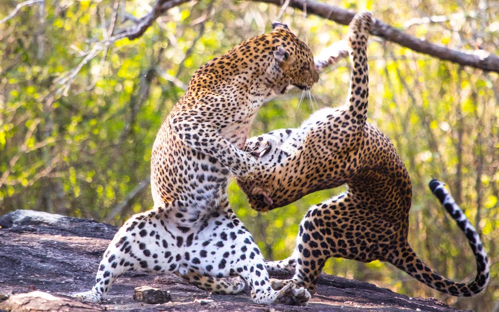 Kungfu Leopards