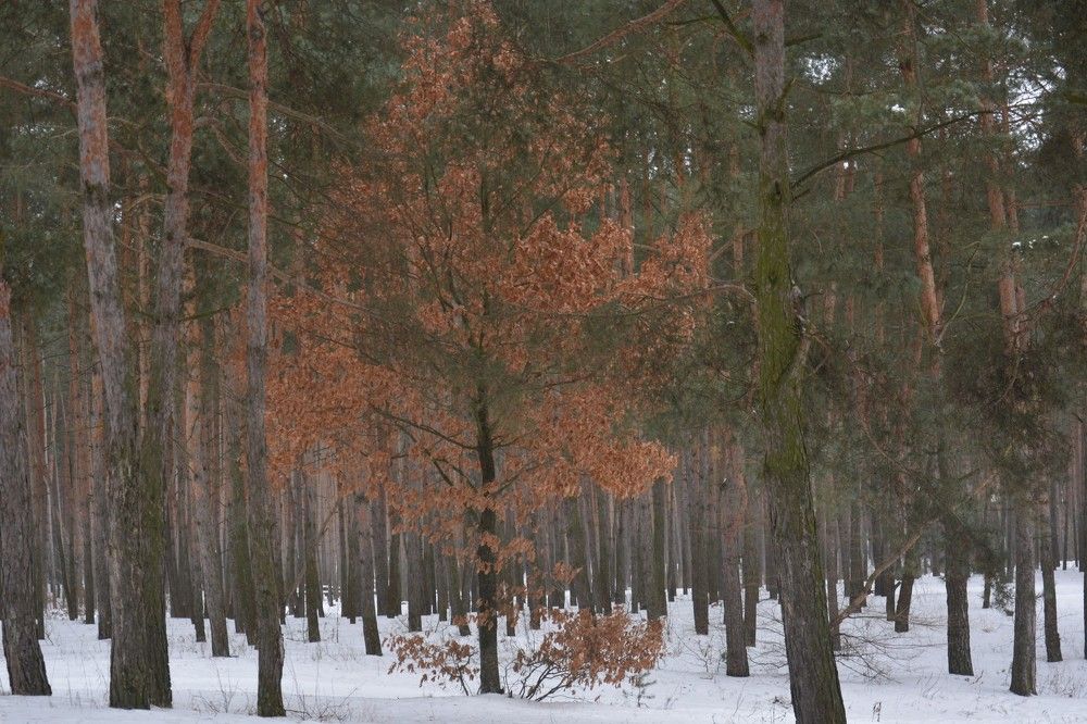 Photograph by Анатолий Зеленский