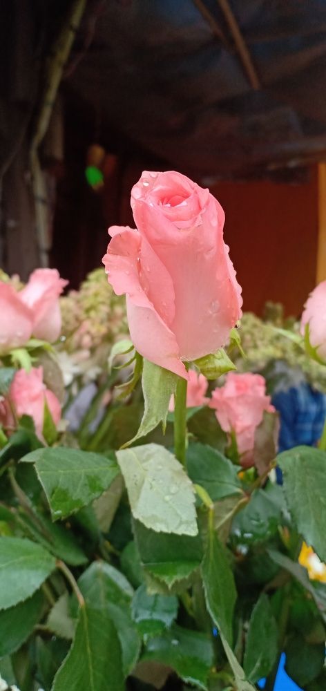 Pink rose