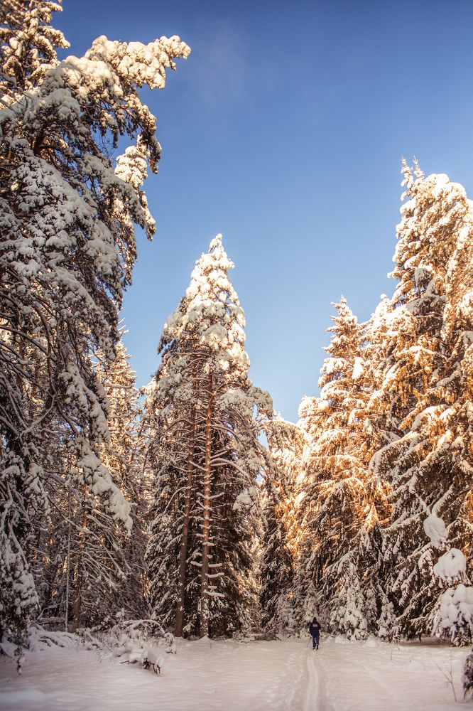 Рождественский лес