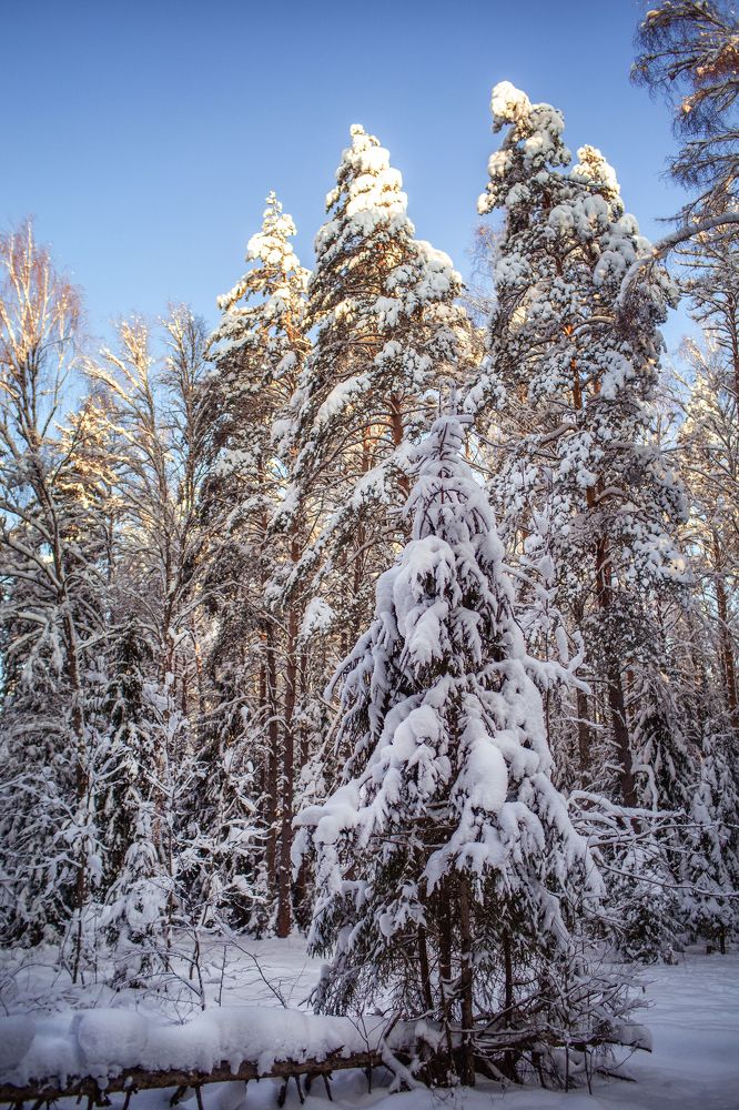 Рождественский лес