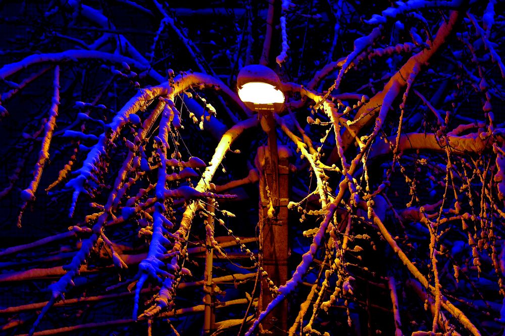 Каракатица