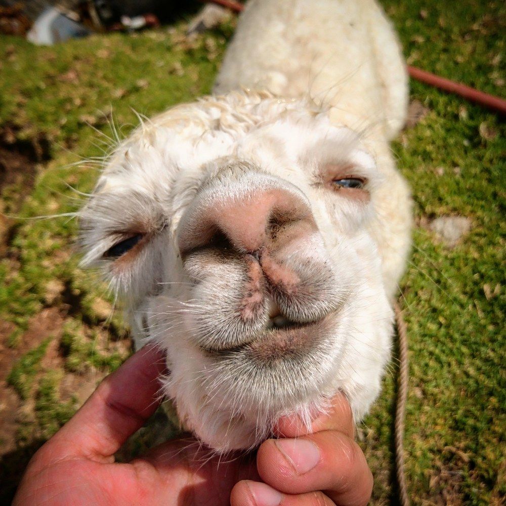 Loving Alpaca