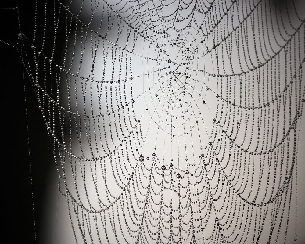 Совершенное творение природы