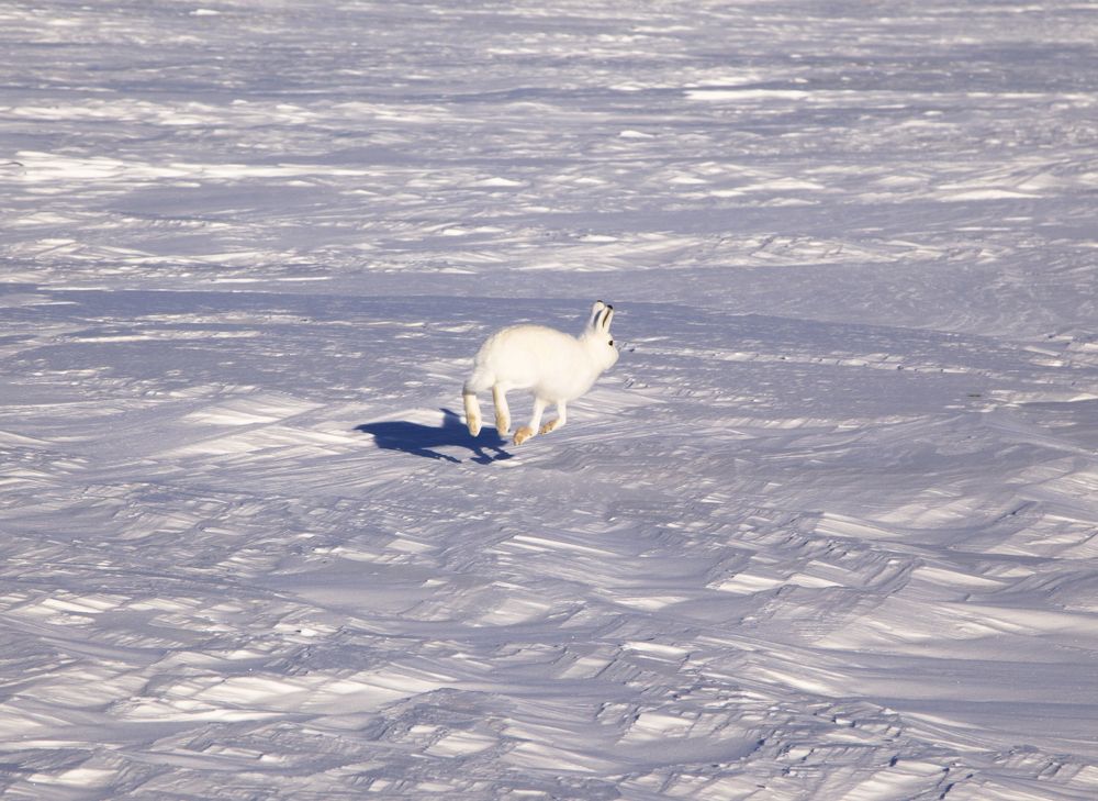 north white rabbit jumping