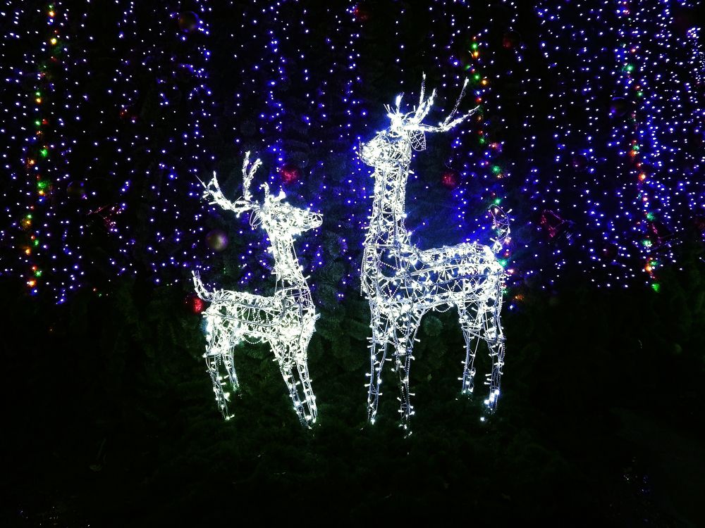 Deer near the Christmas tree