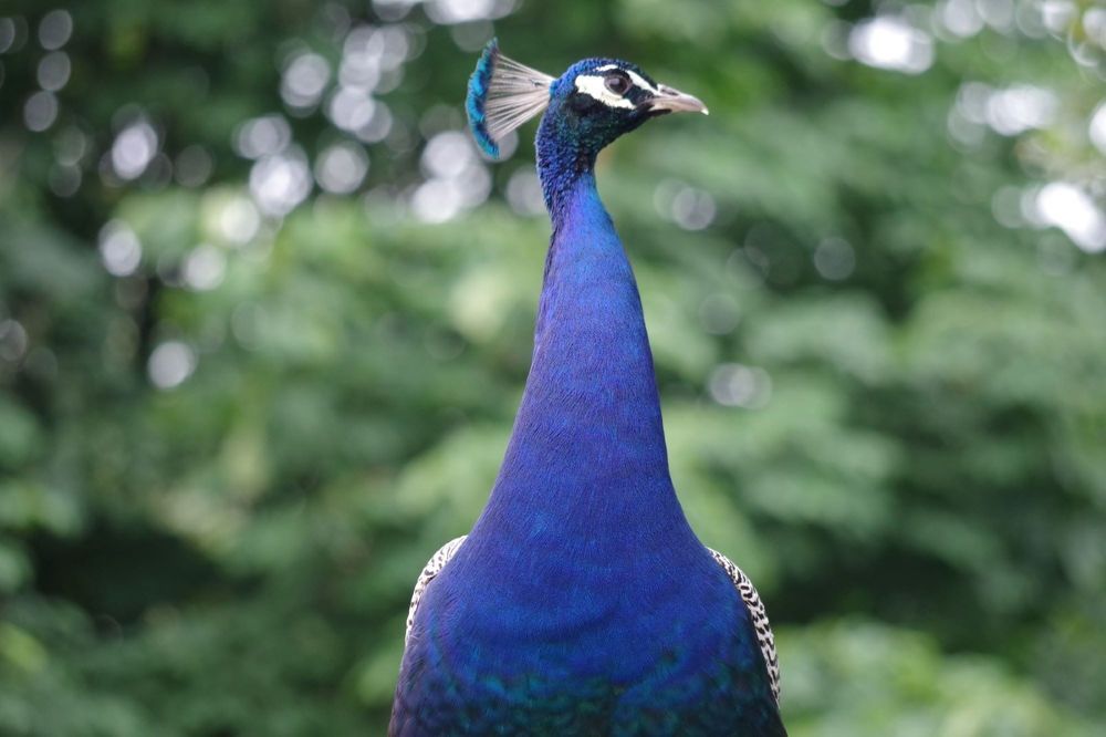 Peaking Peacock