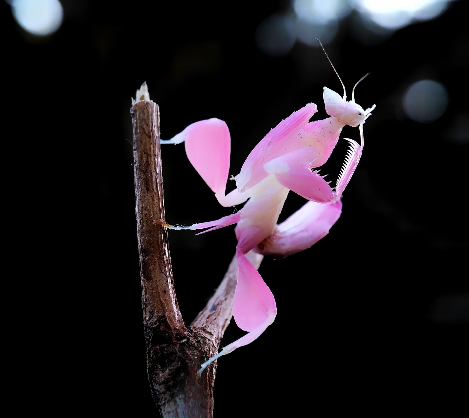 The Pink Mantis
