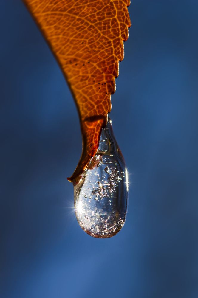 "зимняя капель"