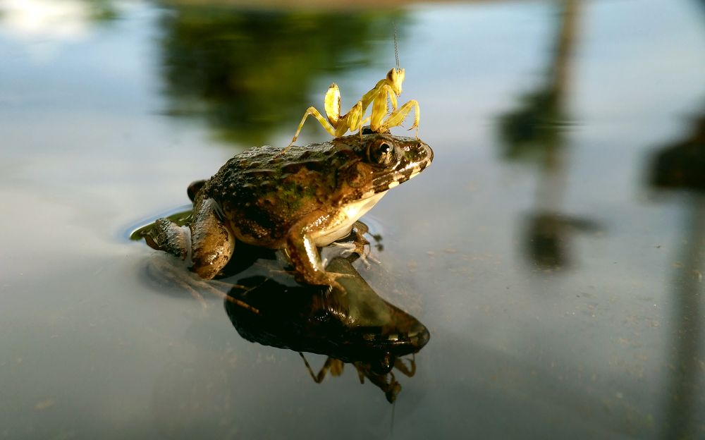 Story on the lake