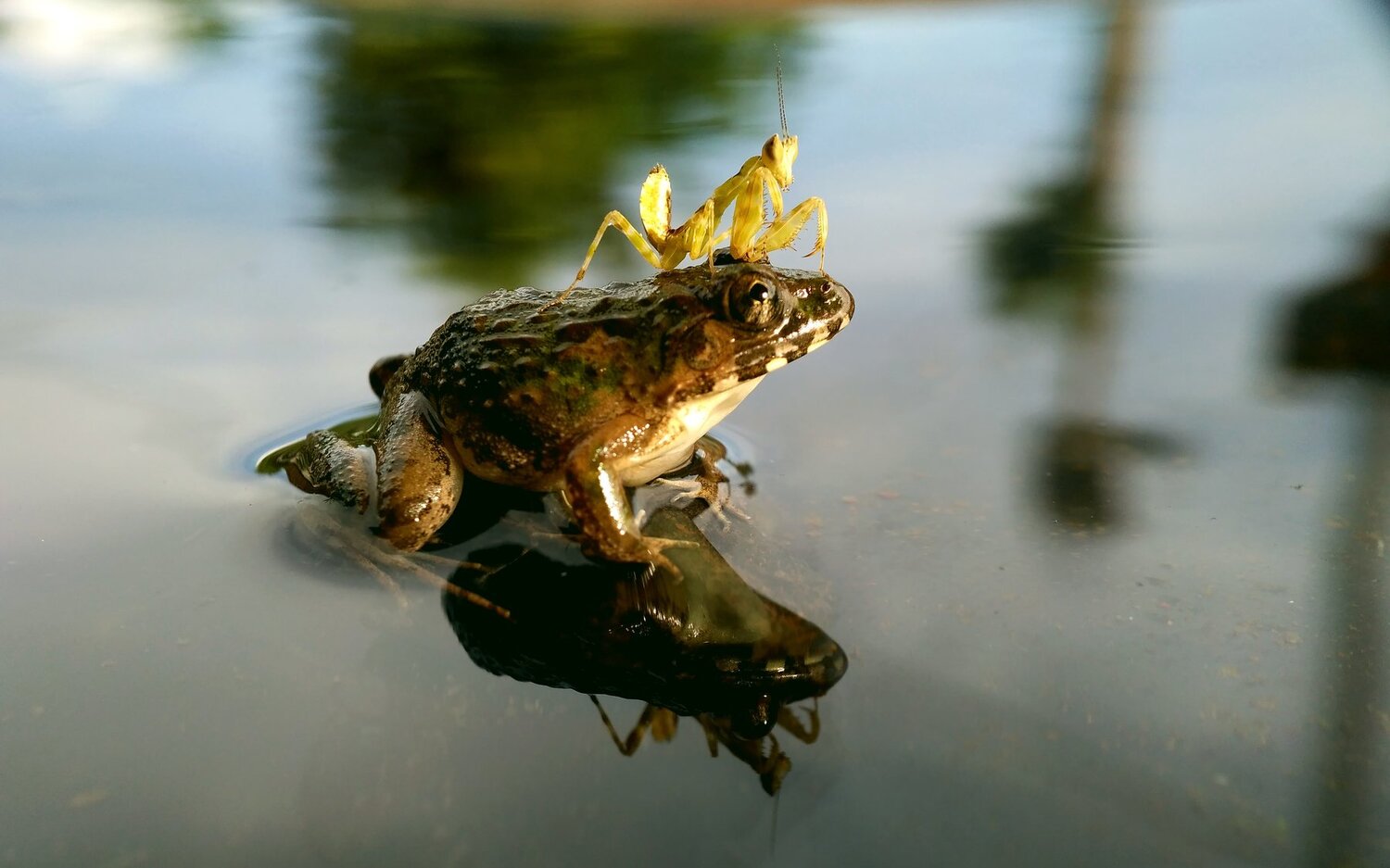 Story on the lake