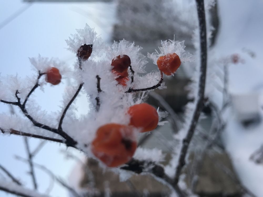 Зимняя рябина