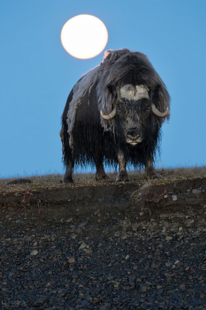 Под ночным солнцем Таймыра