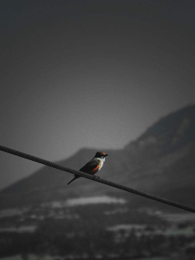 Pájaros con vértigo