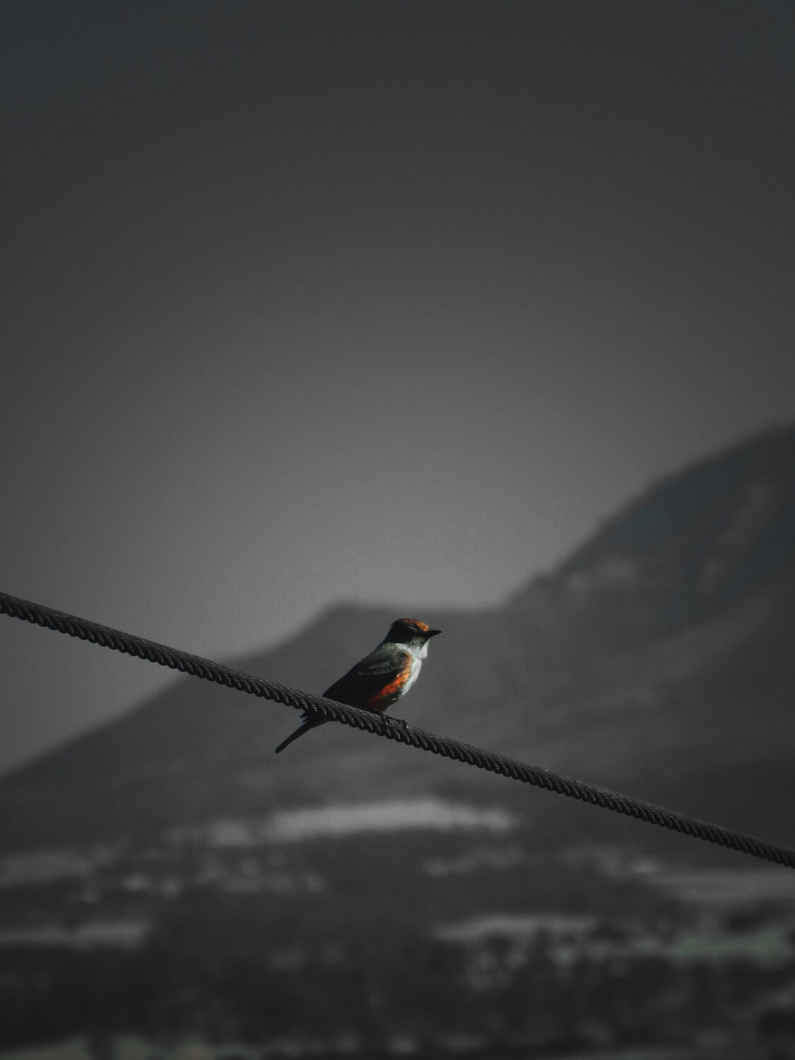 Pájaros con vértigo