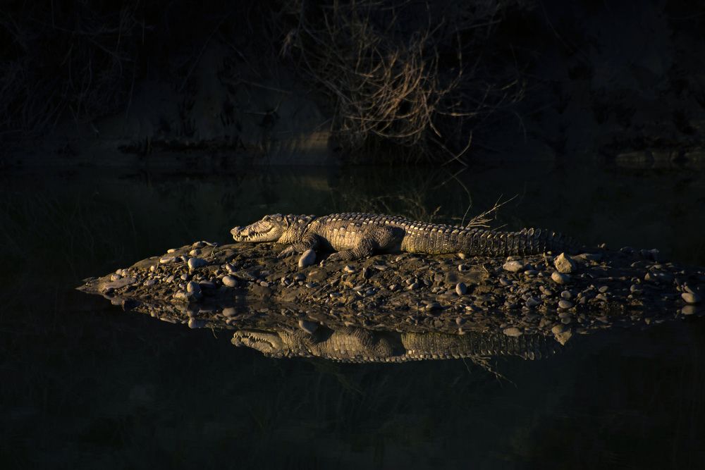 Gando crocodile