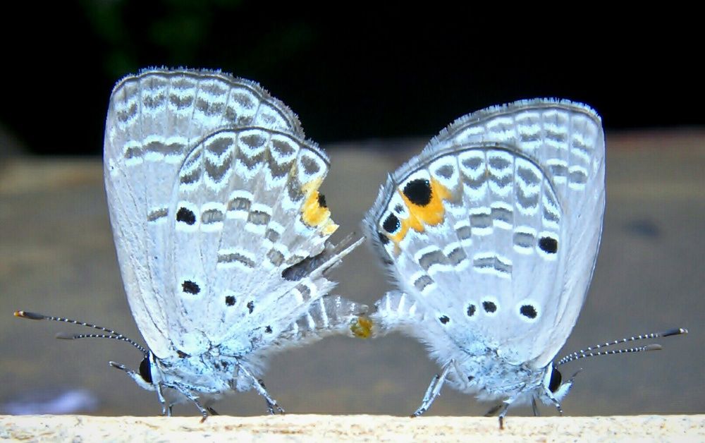 Mating butterfly