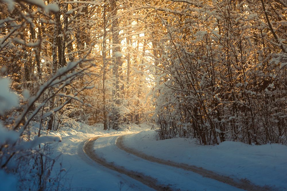 Золотой лес