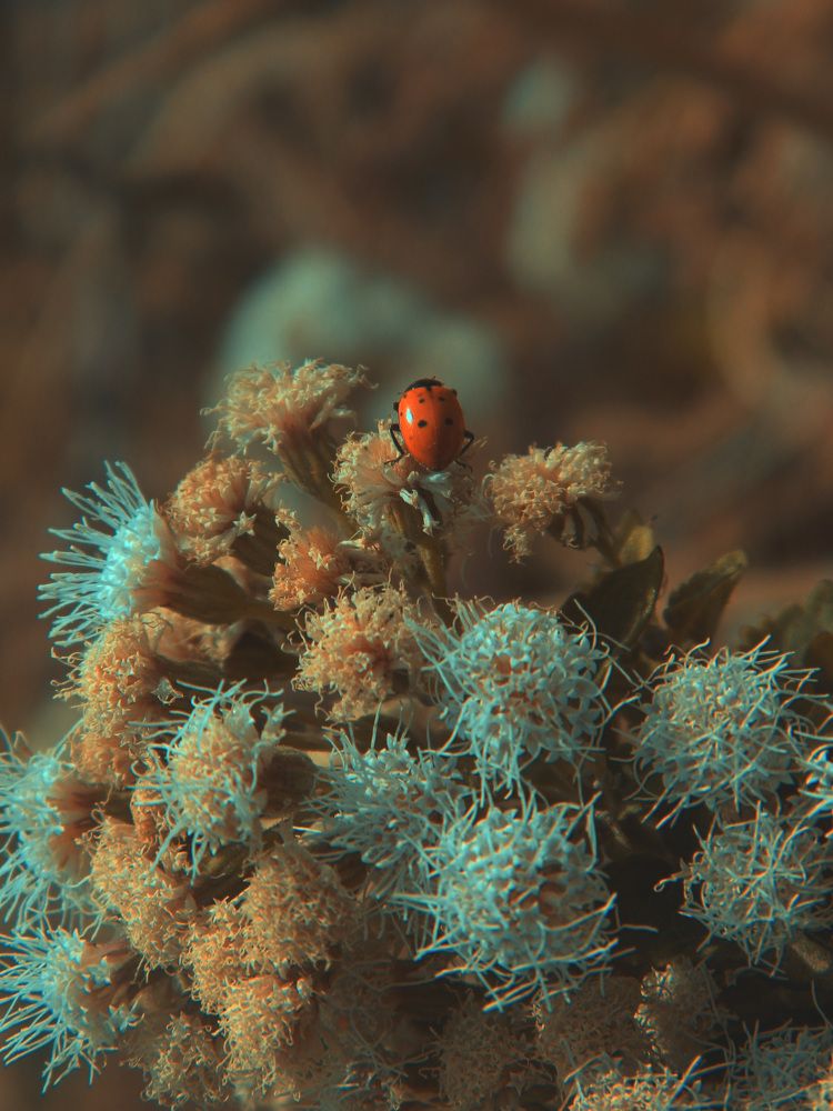 Oro naranja