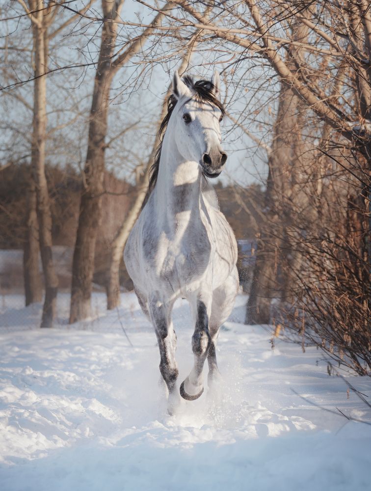Геральдист