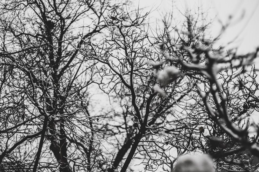 Заснеженные веточки