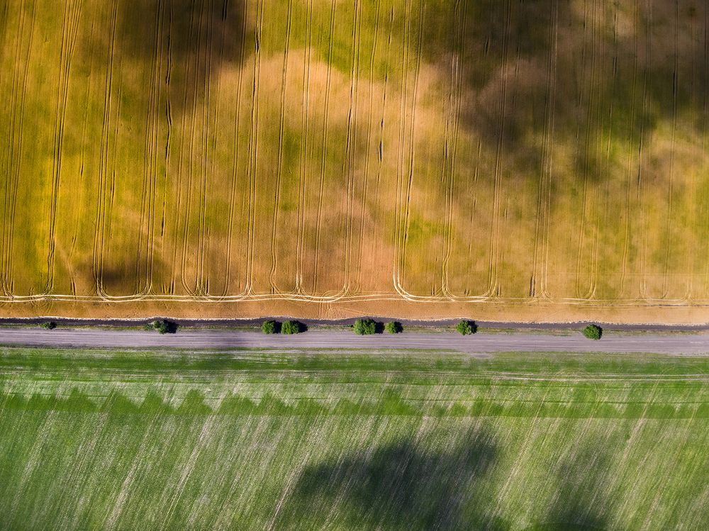 Поле в июне