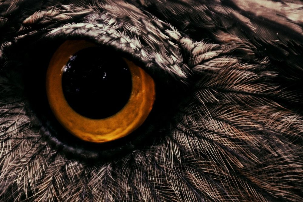 Photograph by Tessa Naomi