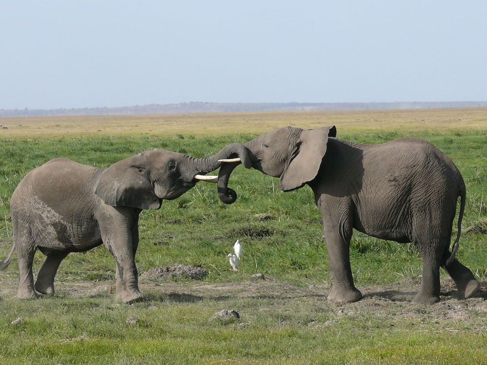 Young elephants play fighting