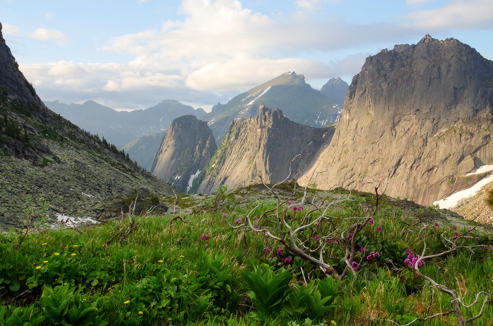 саянский бонсай
