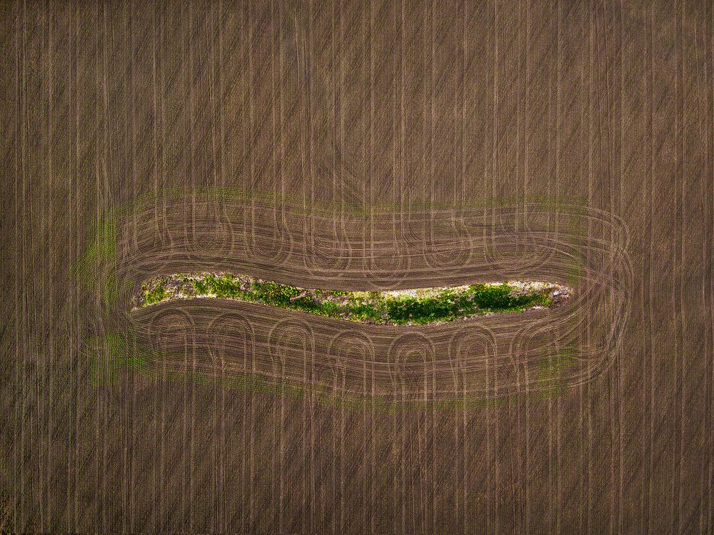 Кукурузное поле