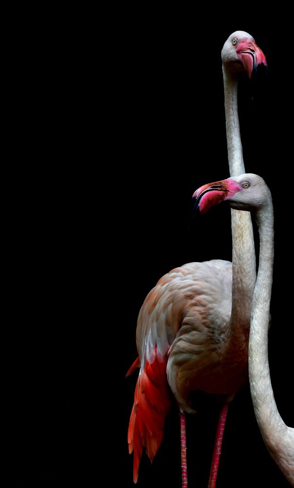 Photograph by Tessa Naomi