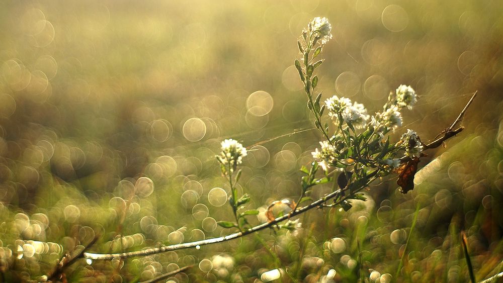 Photograph by Dzianis Mizhui