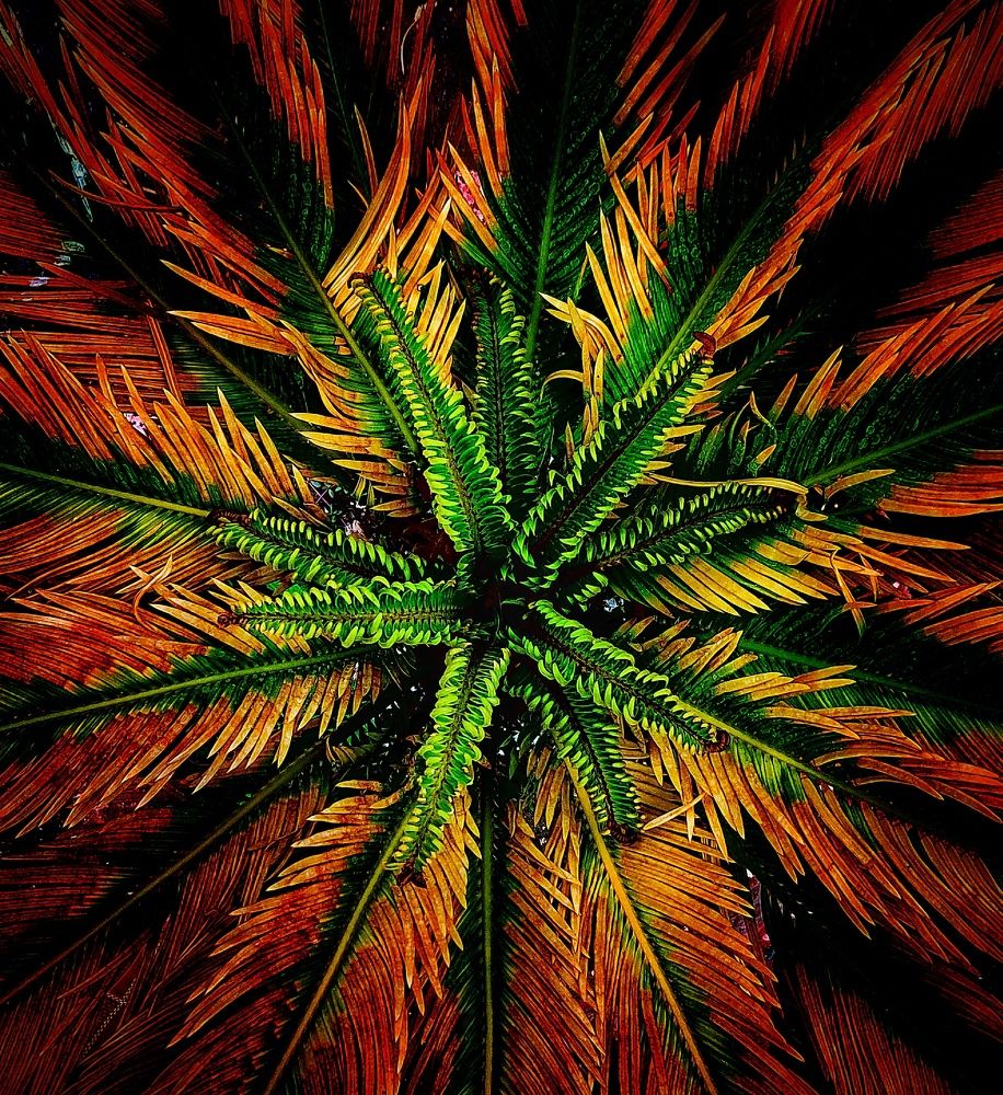 Symmetry in Nature