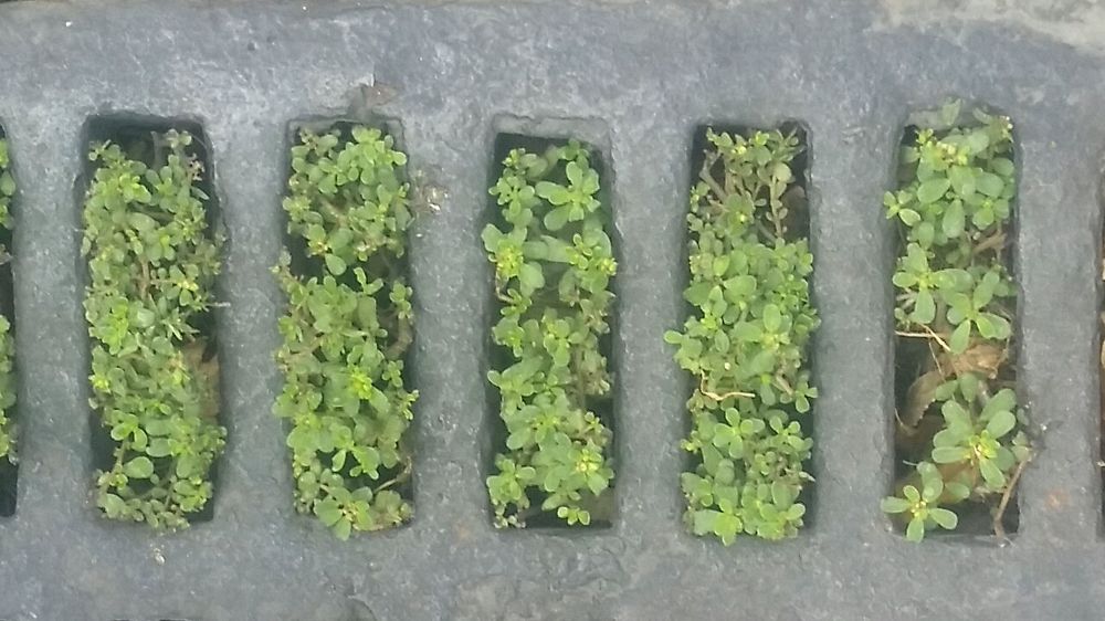 Зелёные батончики.