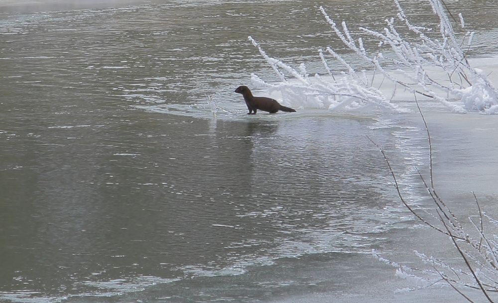 Встреча с норкой