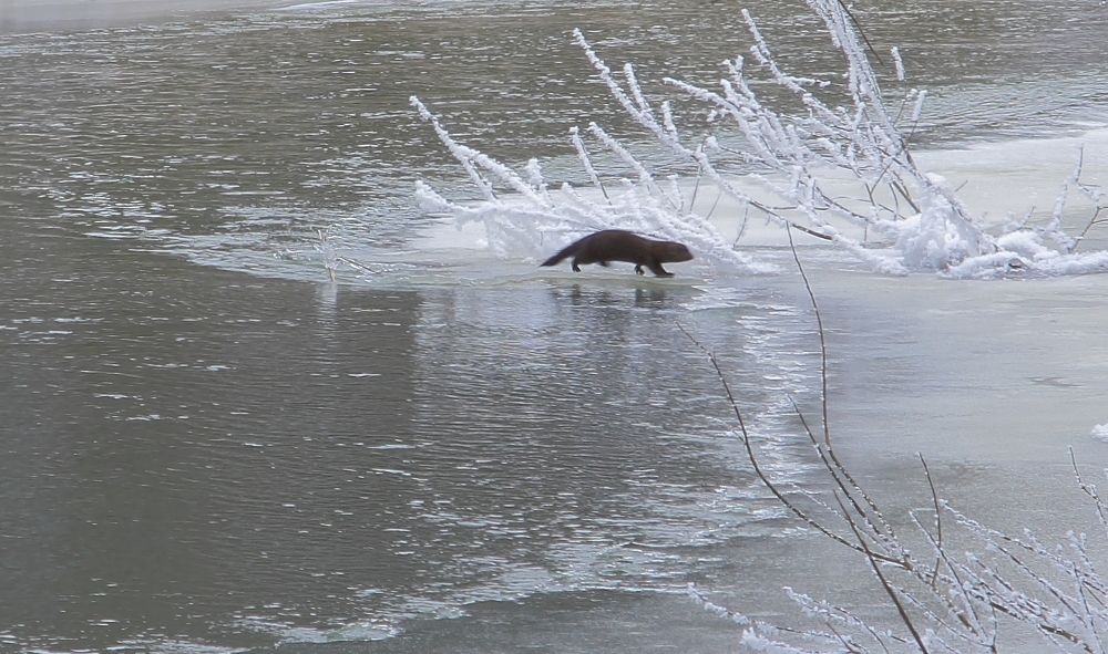 Встреча с норкой
