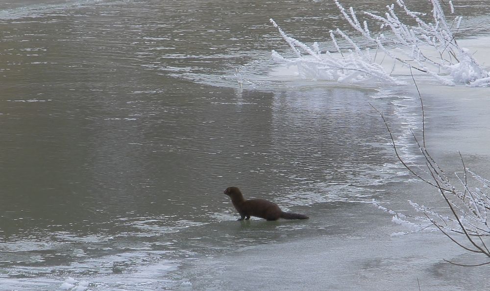 Встреча с норкой