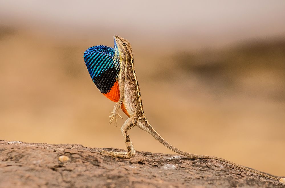 The Performer (Fan Throated Lizard)