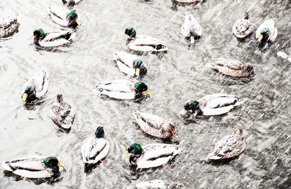 Photograph by Владимир Гречанинов